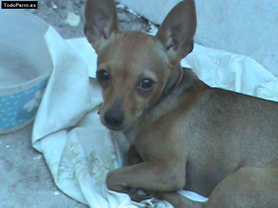 La foto del perro Capitan Foto del perro Capitan