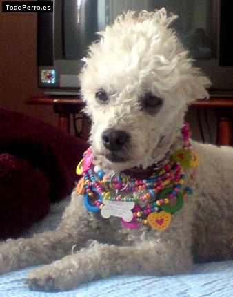 Foto del perro Sharim