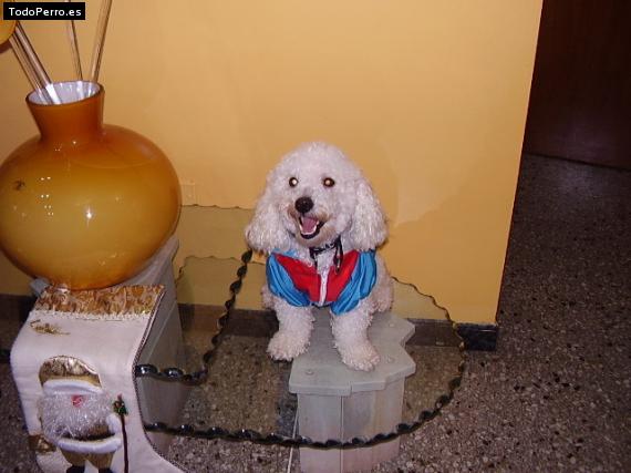 Foto del perro Spay
