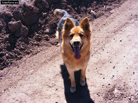 Foto del perro Zafira