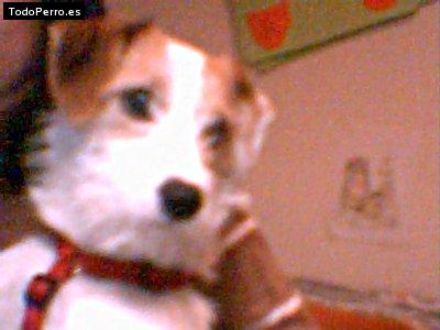 La foto del perro Chispita Foto del perro Chispita