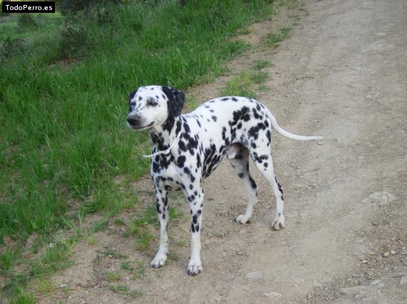 Foto del perro Borron