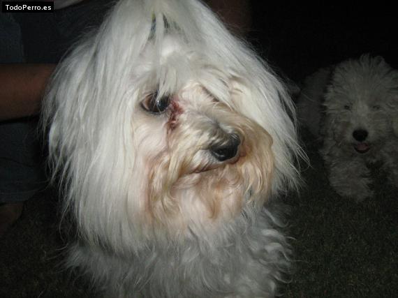 Foto del perro Ringo