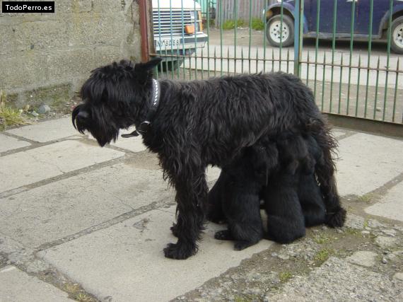 Foto del perro Yurca