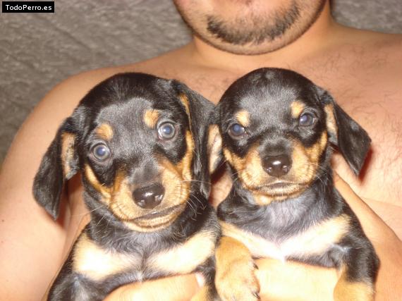 Foto del perro Matias y luna