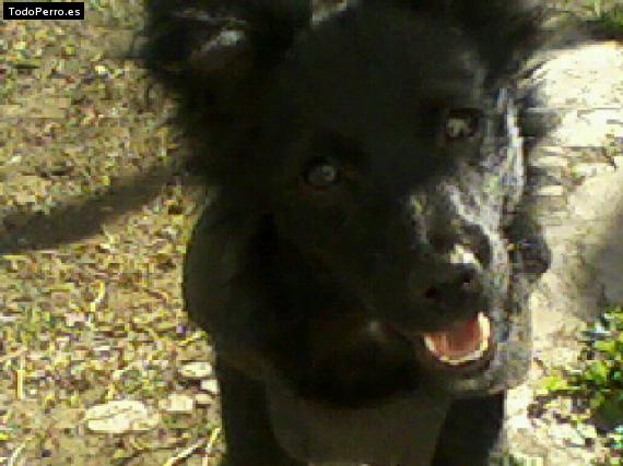 Foto del perro Cocky