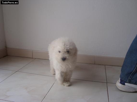 Foto del perro Rab