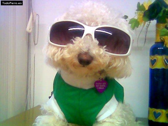 Foto del perro Candy bastida