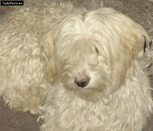 La foto del perro Coffee Foto del perro Coffee