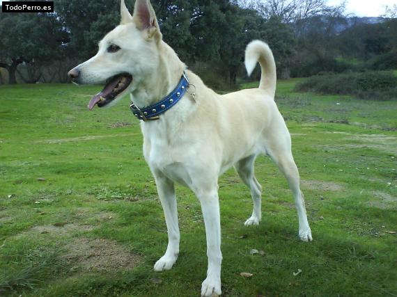 Foto del perro Simba