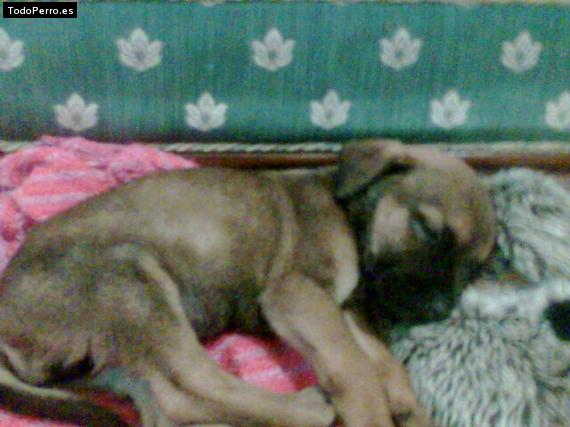 Foto del perro Thayson
