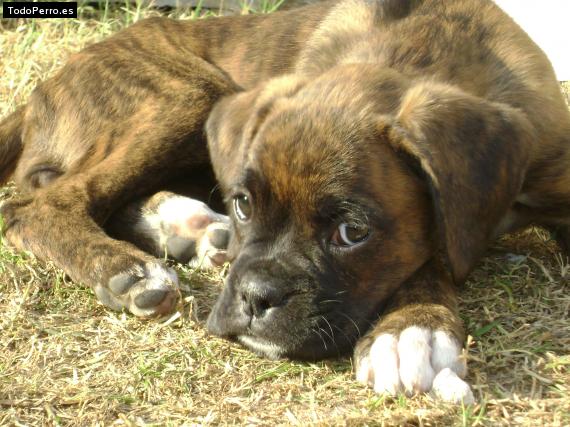 Foto del perro Lola