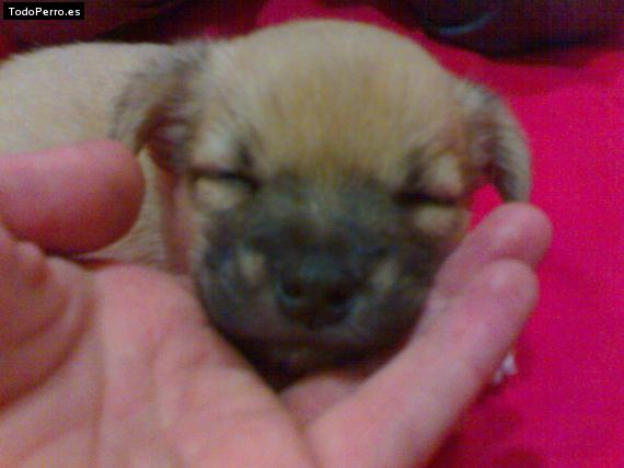 Foto del perro Txispas