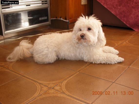 Foto del perro Simba