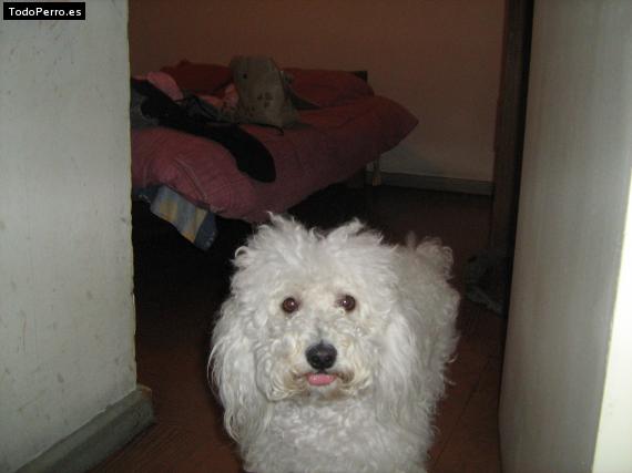 Foto del perro Shadow