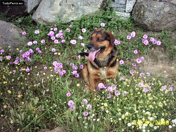 Foto del perro Obelix