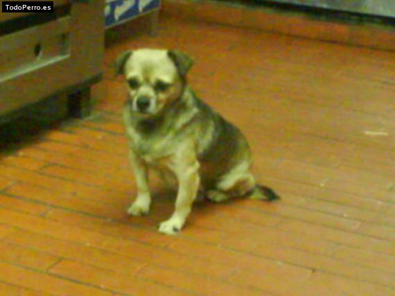 Foto del perro Chico