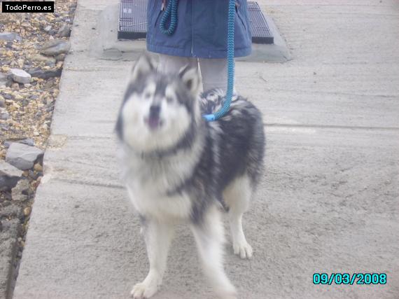 Foto del perro Luna