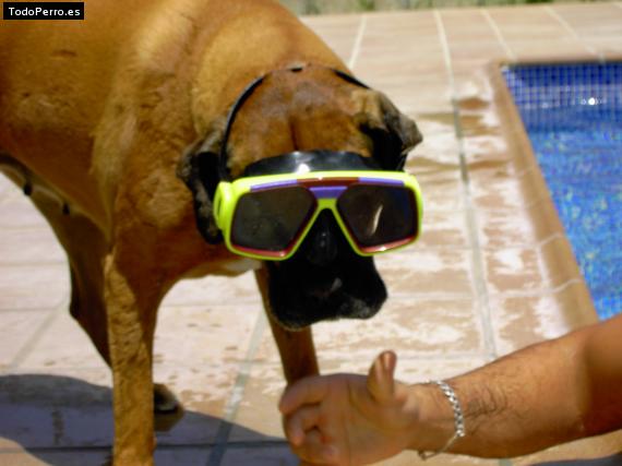 Foto del perro Luna