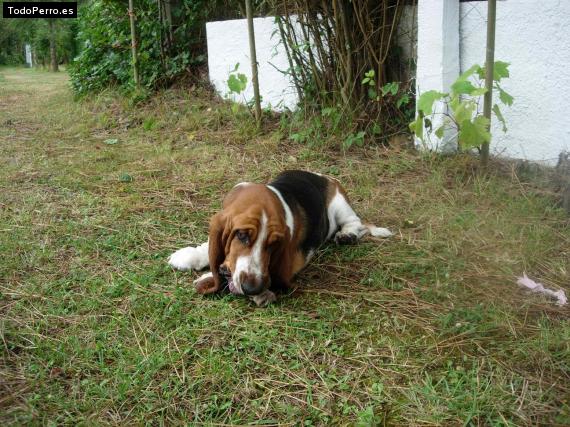 Foto del perro Lila