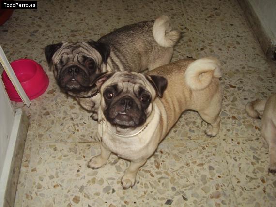 Foto del perro Princess y martin