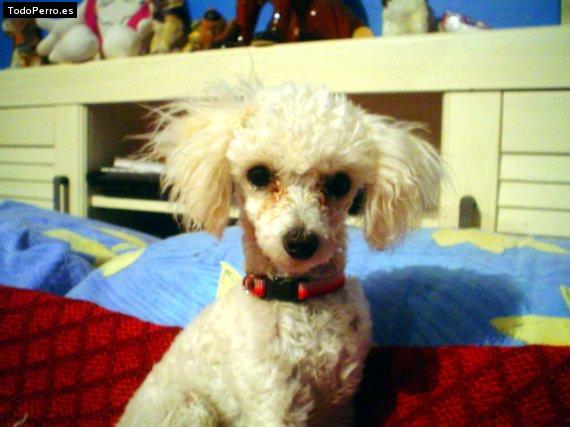 Foto del perro Estrella