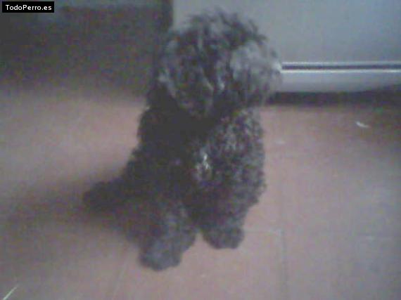 Foto del perro Jack