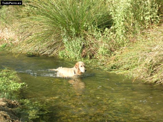 Foto del perro Larsson