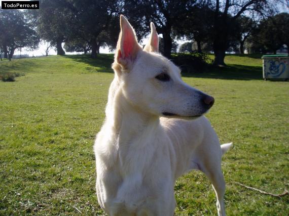 Foto del perro Simba