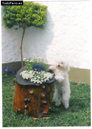 Foto del perro Jazmin