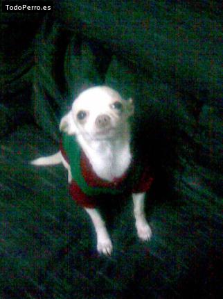 Foto del perro Shifu