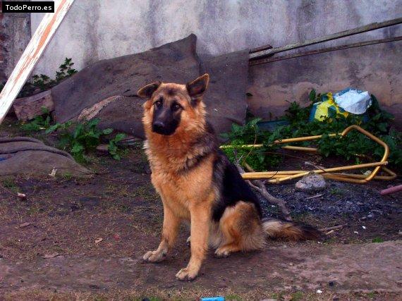 Foto del perro Robbie