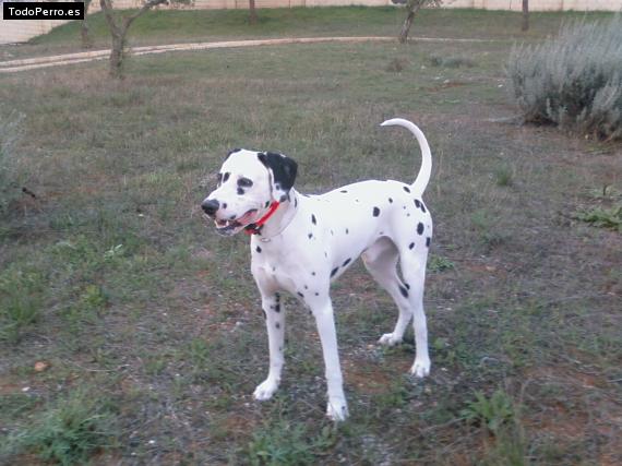 Foto del perro Mancha