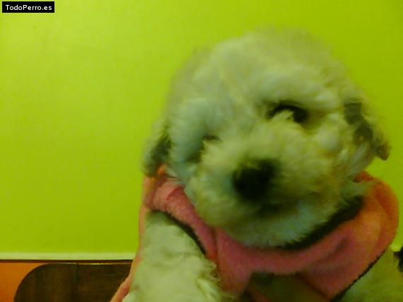 Foto del perro Sacha