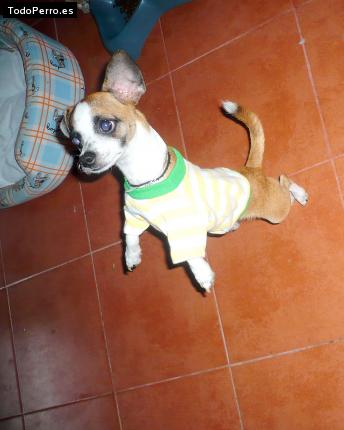 La foto del perro Camilo Foto del perro Camilo