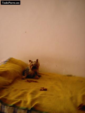 Foto del perro Tomas