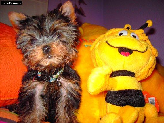 Foto del perro Minnie
