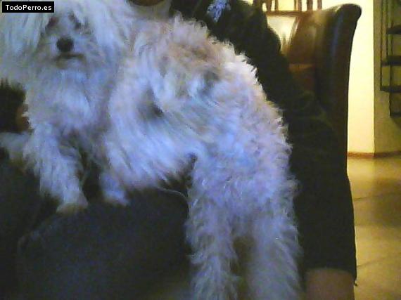 La foto del perro Catalina Foto del perro Catalina