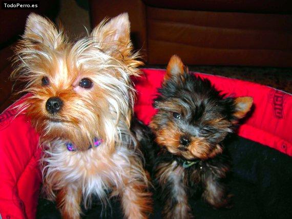 Foto del perro Punky y minnie