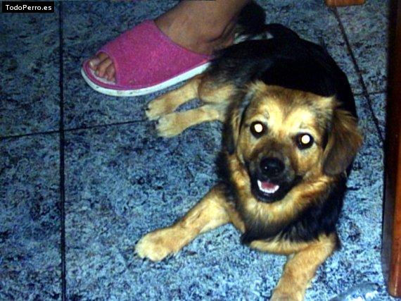 Foto del perro Congui