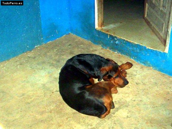 La foto del perro Bad Foto del perro Bad