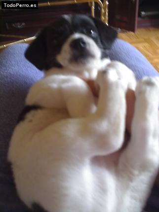Foto del perro Rabito