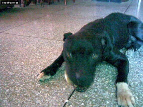 Foto del perro Blacky