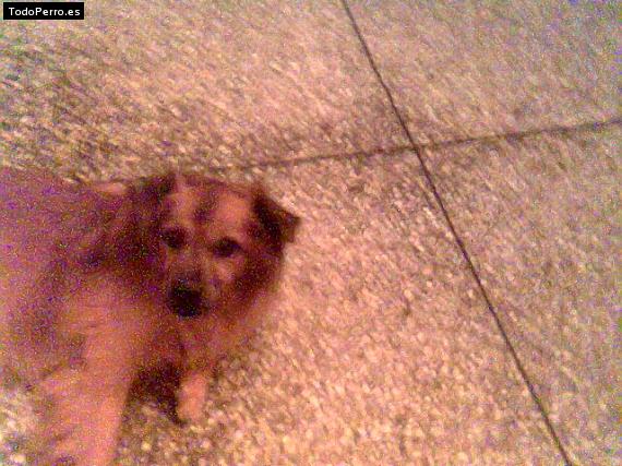 Foto del perro Compota
