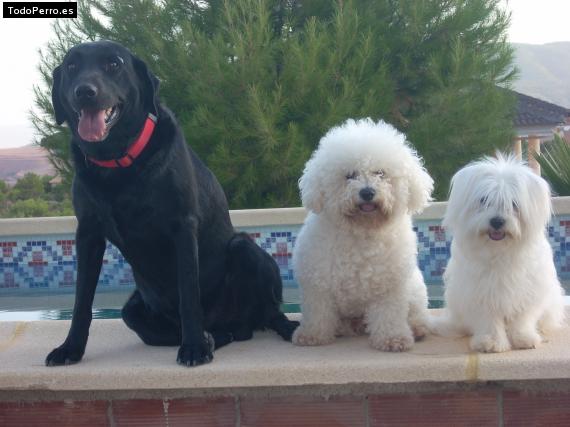 Foto del perro Bola, buda y nico