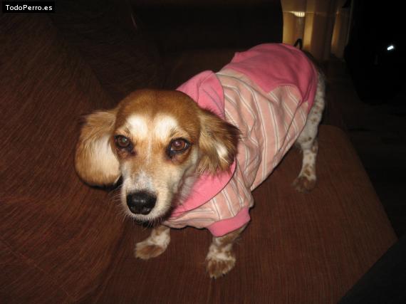 Foto del perro Sally