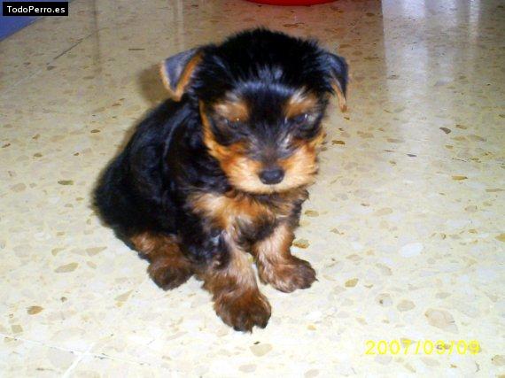 Foto del perro Cartucho