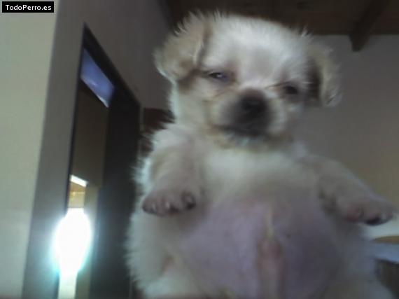 Foto del perro Trip