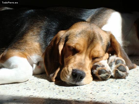 Foto del perro Mayita