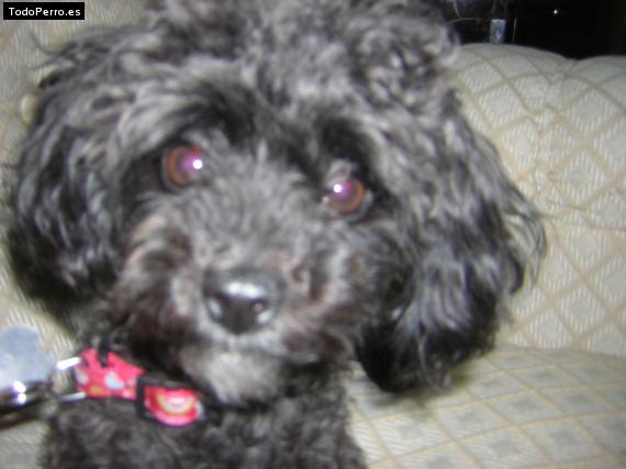 Foto del perro Chiki